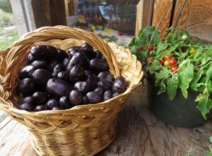 1c-potatoes (October at Ginty Creek)