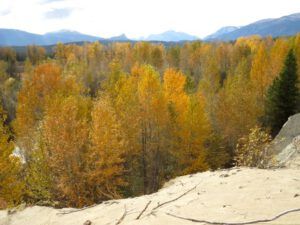 2-golden-cottonwoods (A Taste of Winter)