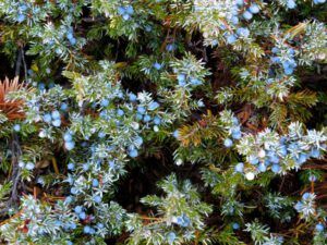 2-juniper-berries (Bella Coola in October)