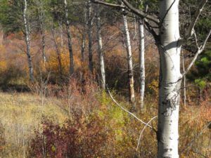 2-marsh-bushes (October at Ginty Creek)
