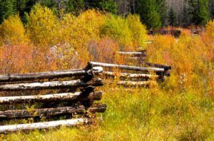 2a-fence (October at Ginty Creek)