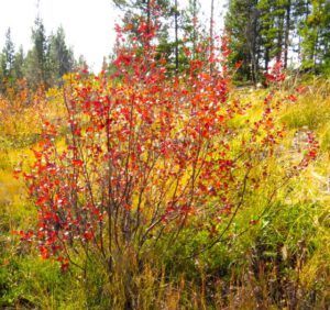 3-red-birch (October at Ginty Creek)