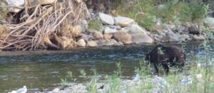 6-grizz-glimpse (Bella Coola in October)