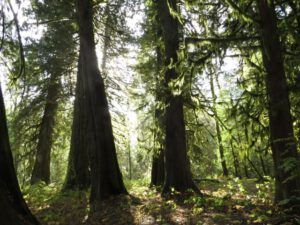8-big-trees (Bella Coola in October)