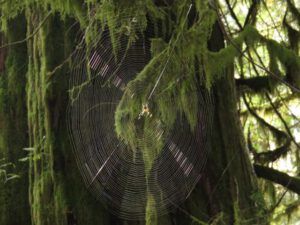 9-spider (Bella Coola in October)