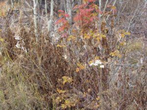 1-last-colour-leaves (Once Upon November Dreary)