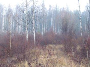 2-fog-grass-and-trees (Once Upon November Dreary)