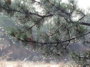 6-pine-branch (Once Upon November Dreary)