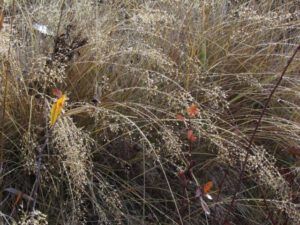 9-ice-on-grass-2 (Once Upon November Dreary)