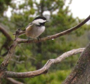 bc-chick (Once Upon November Dreary)