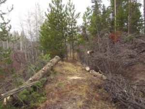 cleared-trail (Beauty in Gloom)