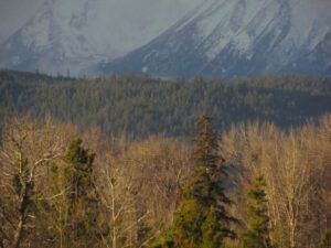 early-light (Beauty in Gloom)