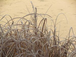 frosty-sedge (Beauty in Gloom)