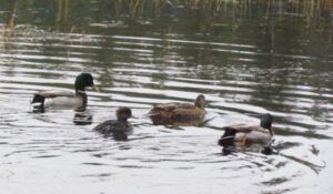 mallards-and-merganser (Once Upon November Dreary)