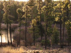 morning-sun-pond (It Is A Snu Day)