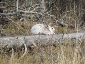 rabbit (Beauty in Gloom)