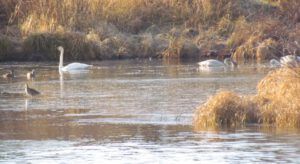 swans (It Is A Snu Day)