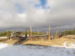 z-corral (It Is A Snu Day)