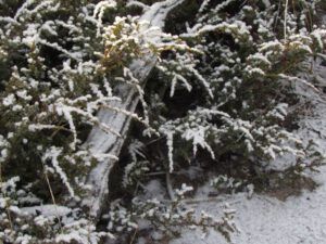 z-juniper (It Is A Snu Day)