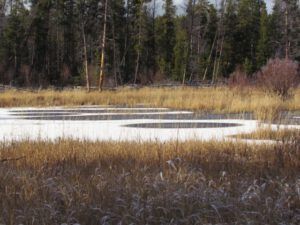 z-pond-pools (It Is A Snu Day)