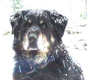 1-badger-pleading (Snow at Ginty Creek.)