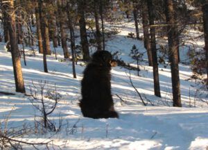 1-sun-in-forest-badger (Boxing Day 2016)