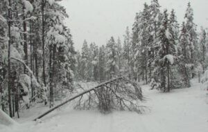 15-home-first-tree (Snow at Ginty Creek.)