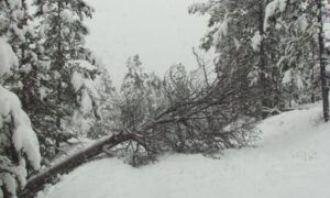 16-second-tree (Snow at Ginty Creek.)