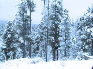 2-snow (Snow at Ginty Creek.)