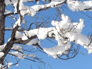 23b-snow-dead-tree-2 (Snow at Ginty Creek.)