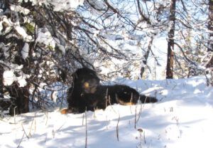 23c-badger-in-shade (Snow at Ginty Creek.)