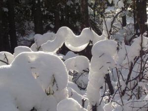 28-snow-on-branch (Snow at Ginty Creek.)