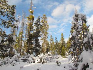 29-forest (Snow at Ginty Creek.)