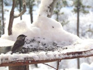5-bird-feeder (Snow at Ginty Creek.)