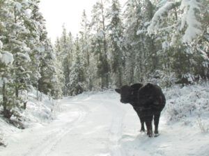 7-bull (Snow at Ginty Creek.)