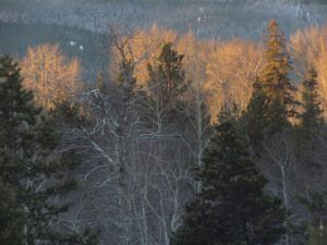 7-sun-gleam (Boxing Day 2016)