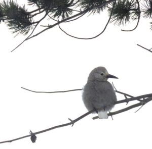 clarks-nut (Boxing Day 2016)