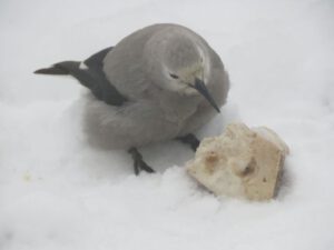 clarks-nut-bone (Boxing Day 2016)