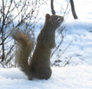 squirrel (Boxing Day 2016)