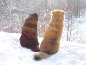 z-buddies-3 (Happy Solstice, Chanukah, Christmas, New Year etc.)