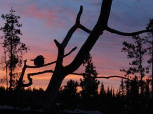 16 sunrise and birds (New Year at Ginty Creek)