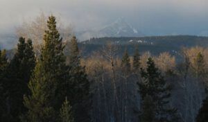 2 cold and dull (New Year at Ginty Creek)