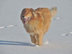 21 Harry (New Year at Ginty Creek)