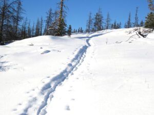 34 snowshoe track (New Year at Ginty Creek)