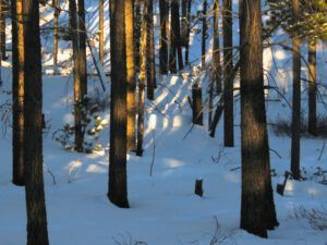 40 forest (New Year at Ginty Creek)