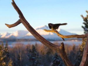 6 bird feeder and mts (New Year at Ginty Creek)