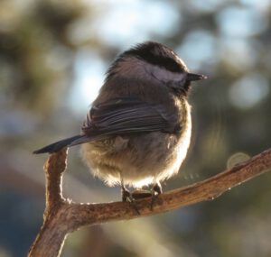 7 chickadee best (New Year at Ginty Creek)