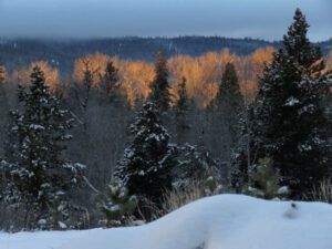 9 cottonwoods lit, fog (New Year at Ginty Creek)