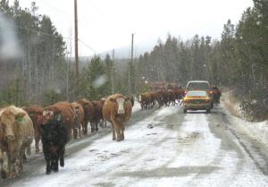 16 cows (The Days Are Getting Longer)