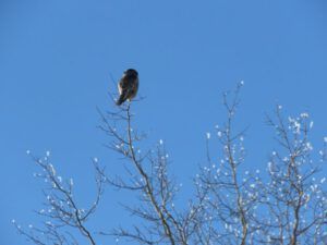 8a northern hawk owl (The Days Are Getting Longer)